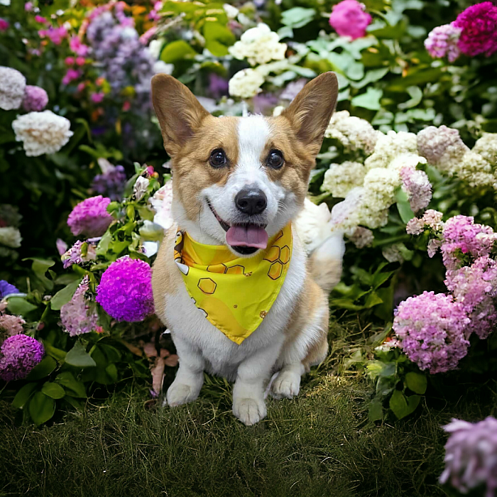 Beautiful honey the corgi