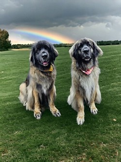 Leonbergers colorado springs