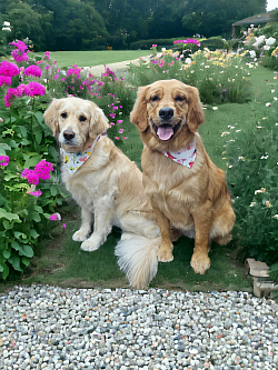 Golden retriever grooming colorado springs