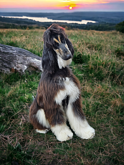 Afghan hound grooming colorado springs