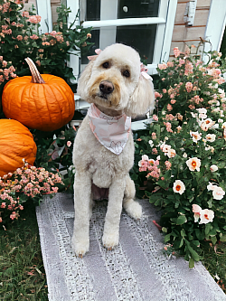 Goldendoodle grooming colorado springs