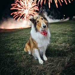 Collie grooming colorado springs