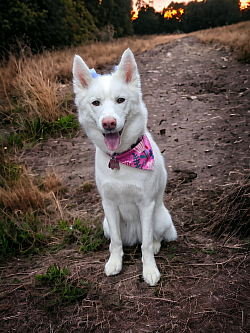 Husky grooming colorado springs