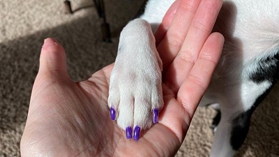 Dog nail polish