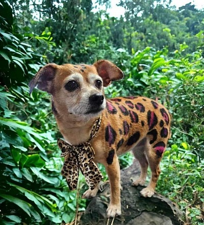 Stella the colorado leopard