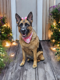 German shepherd grooming