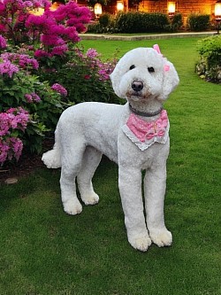 Goldendoodle grooming colorado springs. Labradoodle grooming colorado springs. Australian labradoodle grooming colorado springs. Bernadoodle grooming colorado springs. Cavapoo grooming colorado springs. Dog grooming colorado springs. Dog groomer near me. Dog grooming near me.