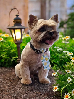 Yorkie grooming colorado springs. Best yorkie grooming colorado springs. Terrier grooming colorado springs. Best groomer near me. Chow grooming colorado springs. Chow chow grooming colorado springs. Akita grooming colorado springs. Shiba inu grooming colorado springs.  Who's the best groomer in colorado springs?.