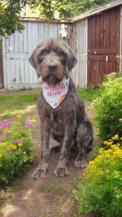 Pudelpointer colorado springs. Dog groomer near me 80909, 80910, 80915. Spinone italiano grooming colorado springs. German wirehair pointer colorado springs.  Springer spaniel grooming colorado springs. Best groomer in colorado springs.