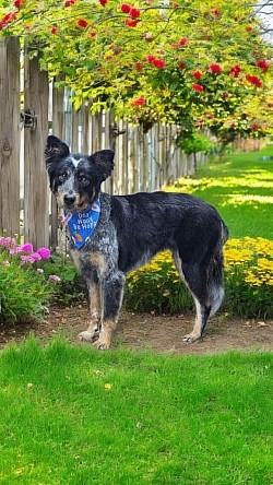 Aussie grooming colorado springs. Australian shepherd grooming colorado springs.  Australuan cattle dog grooming colorado springs. Heeler grooming colorado springs.
