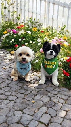 Groomers near me colorado springs. Lhasa apso colorado sorings.