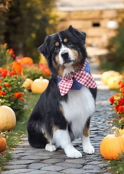 Autralian labradoodle grooming. Australian shepherd grooming colorado springs. Border collie grooming colorado springs.
