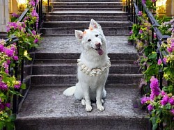 Siberian husky grooming colorado springs. Dog grooming near me 80911, 80918, 80927,80906
