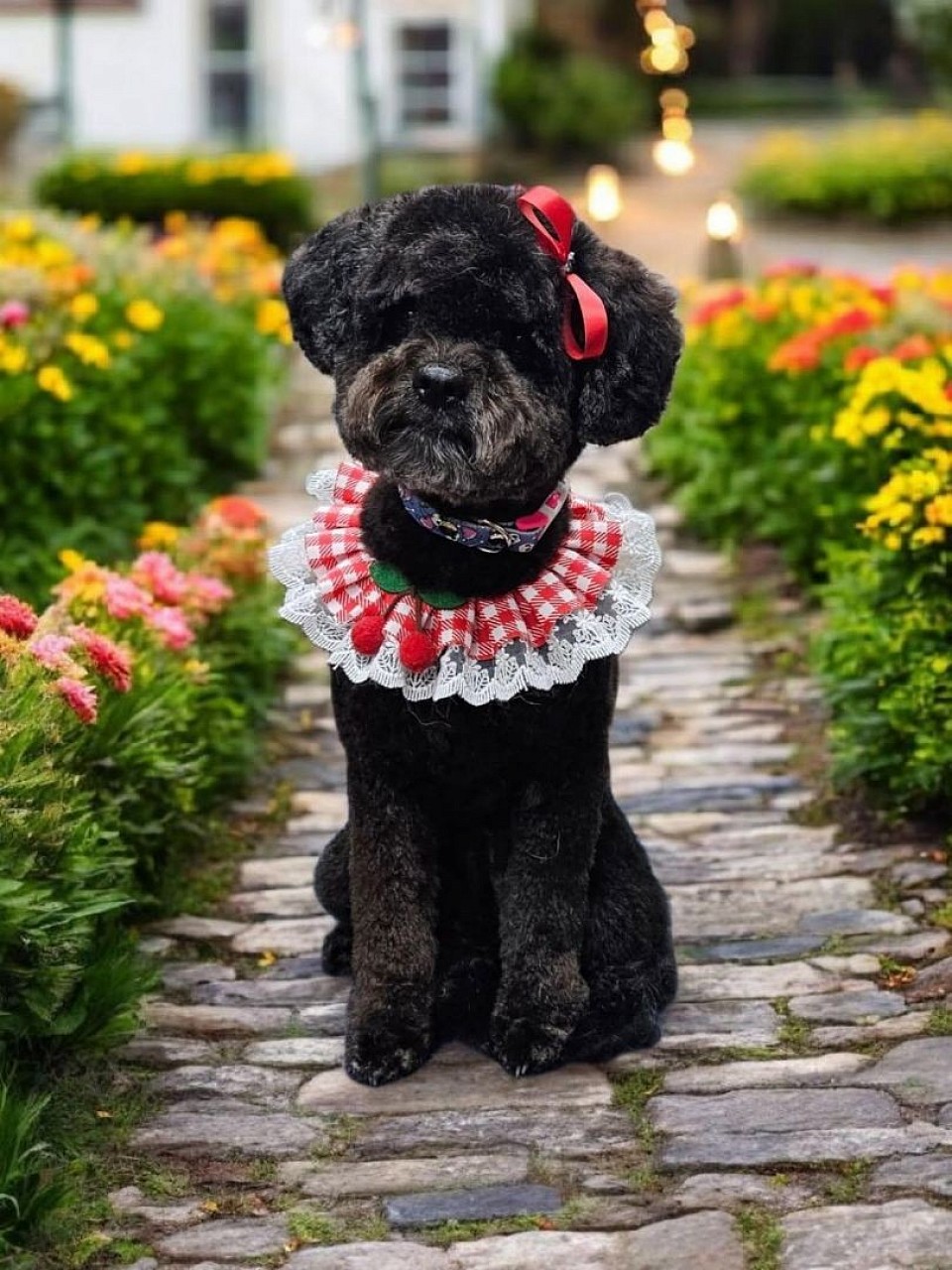 Force free groomer colorado springs. Best groomer near me. Best groomer colorado springs. Best ranked groomer near me. French bulldog groomer near me colorado springs