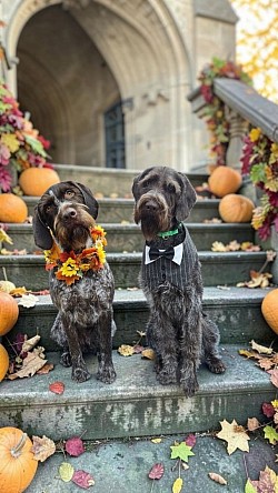 German wirehair grooming. Dog grooming near me. 80911. 80920. 80925
