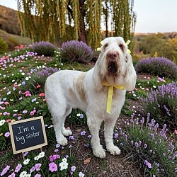 Spinone grooming colorado springs. Colorado mountain dog colorado springs.